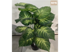 Dieffenbachia tropical