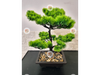 Bonsai 40cm