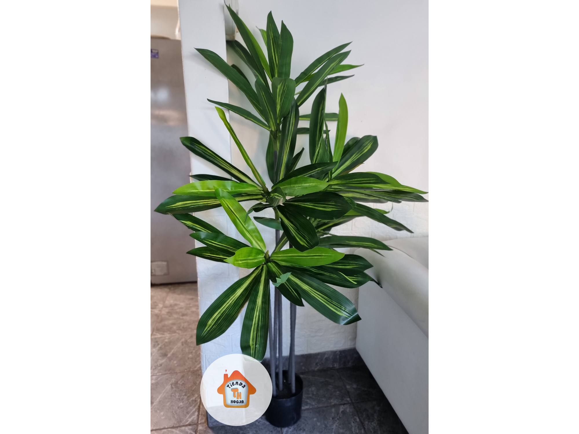 Árbol Dracaena 1.50 alto