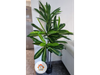 Árbol Dracaena 1.50 alto