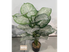 Hoja de elefante