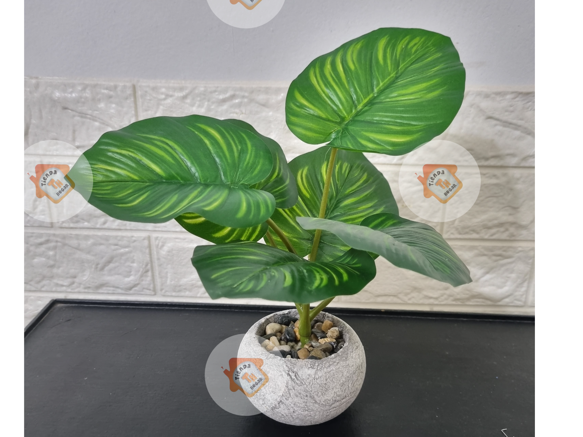 Planta hoja de tortuga