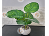 Planta hoja de tortuga