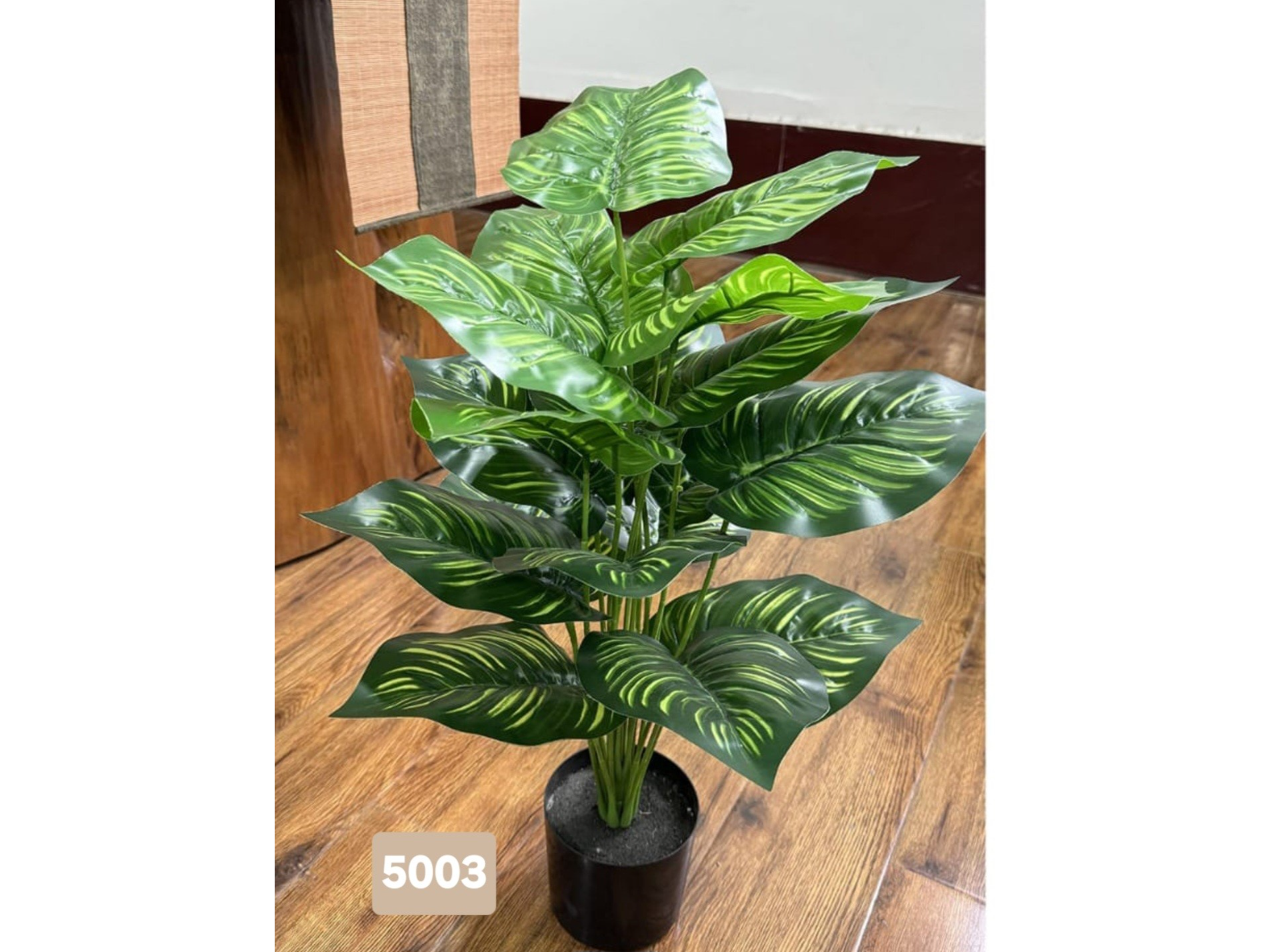 Calathea Jardin Interior