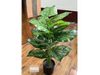 Calathea Jardin Interior