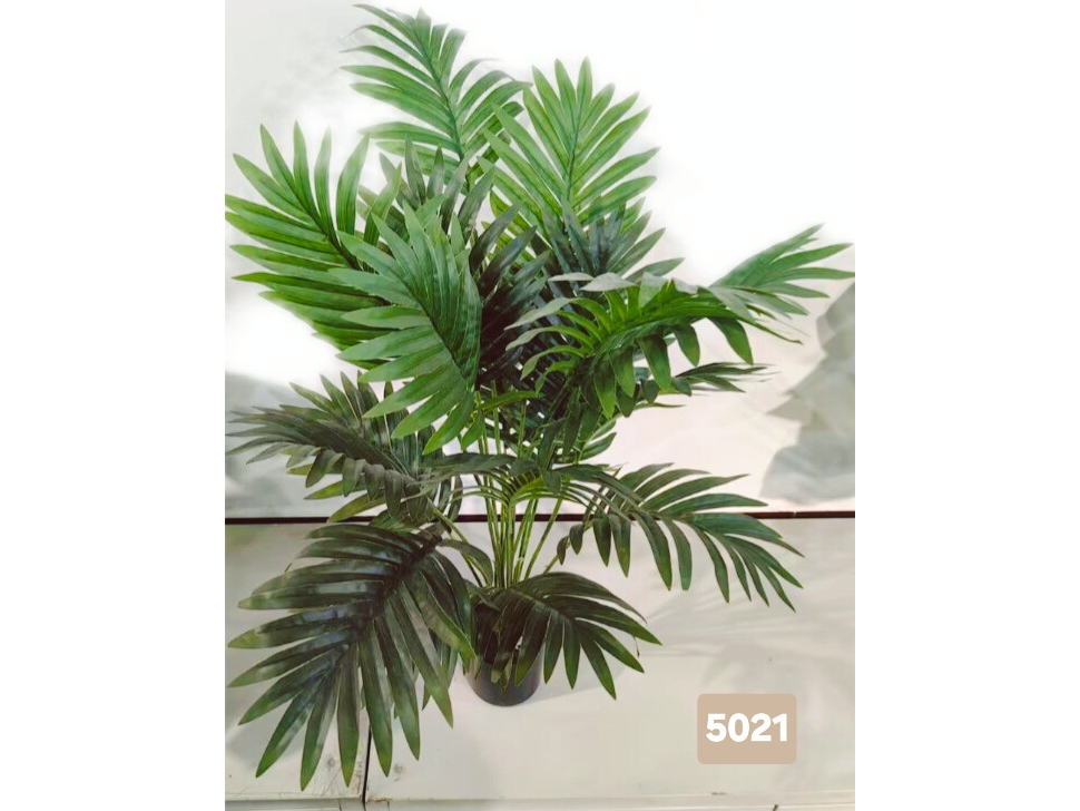Palmera areca