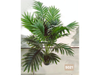 Palmera areca
