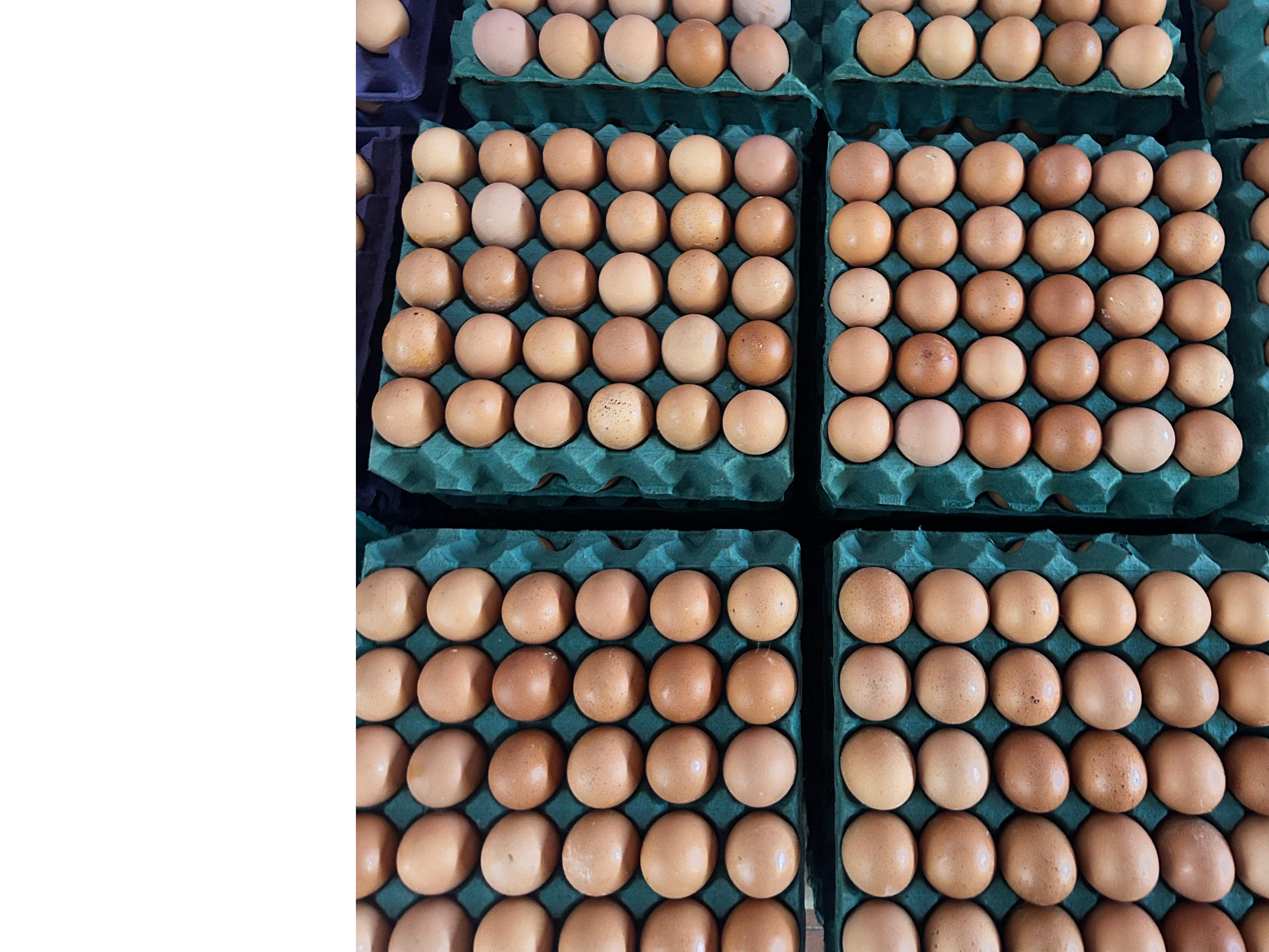 3 maples grande color 2.2kg