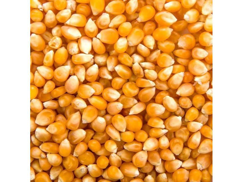 3006.00 MAIZ PISINGALLO