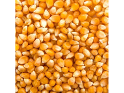 3006.00 MAIZ PISINGALLO