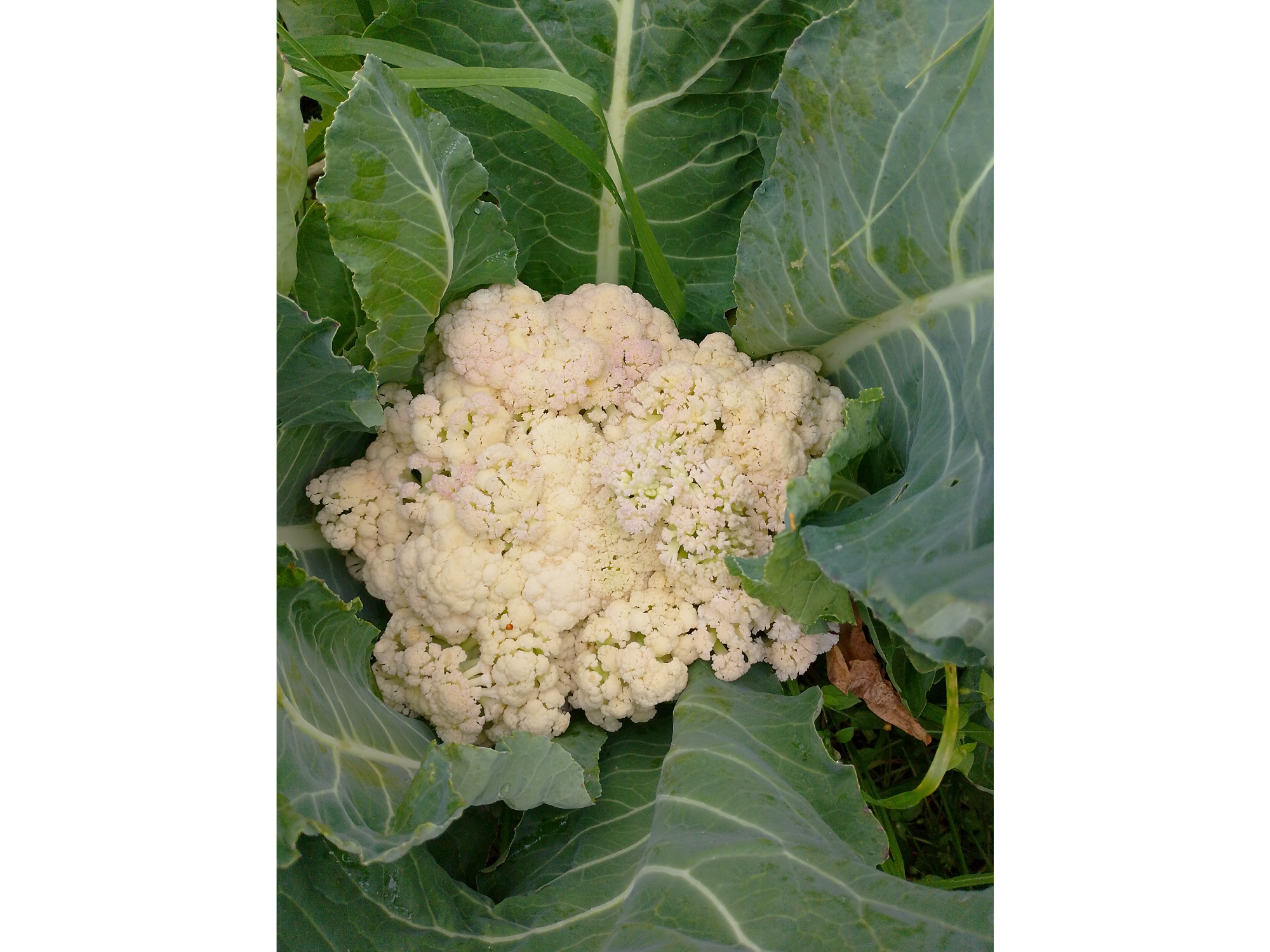 Coliflor