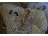 Miel (envase plástico)