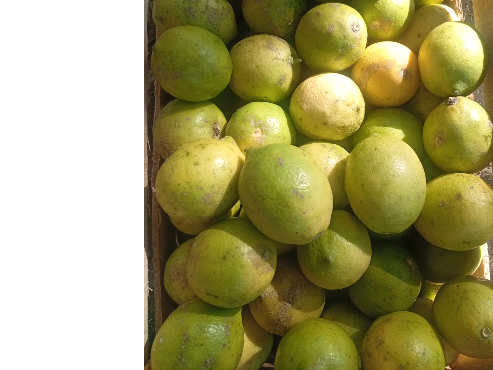Limones agroecologicos(3 unidades) (Copia)