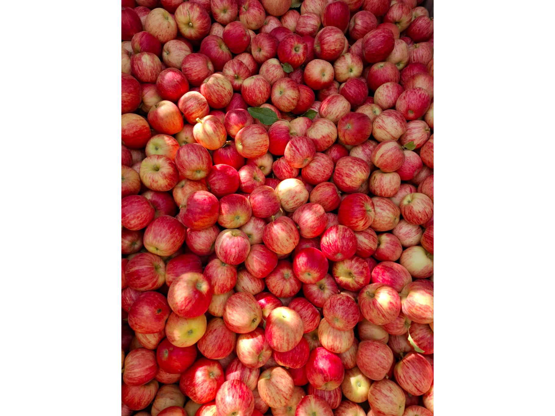 Manzana Gala Organica