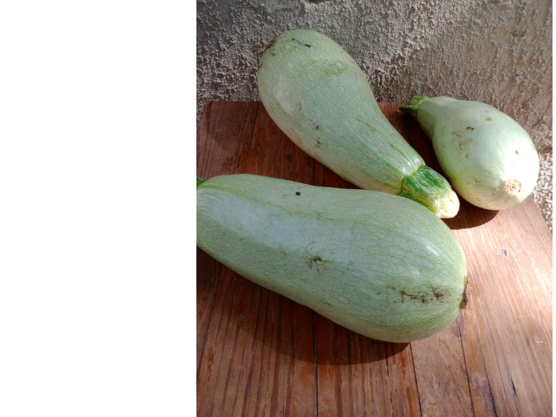 Zucchini x kilo