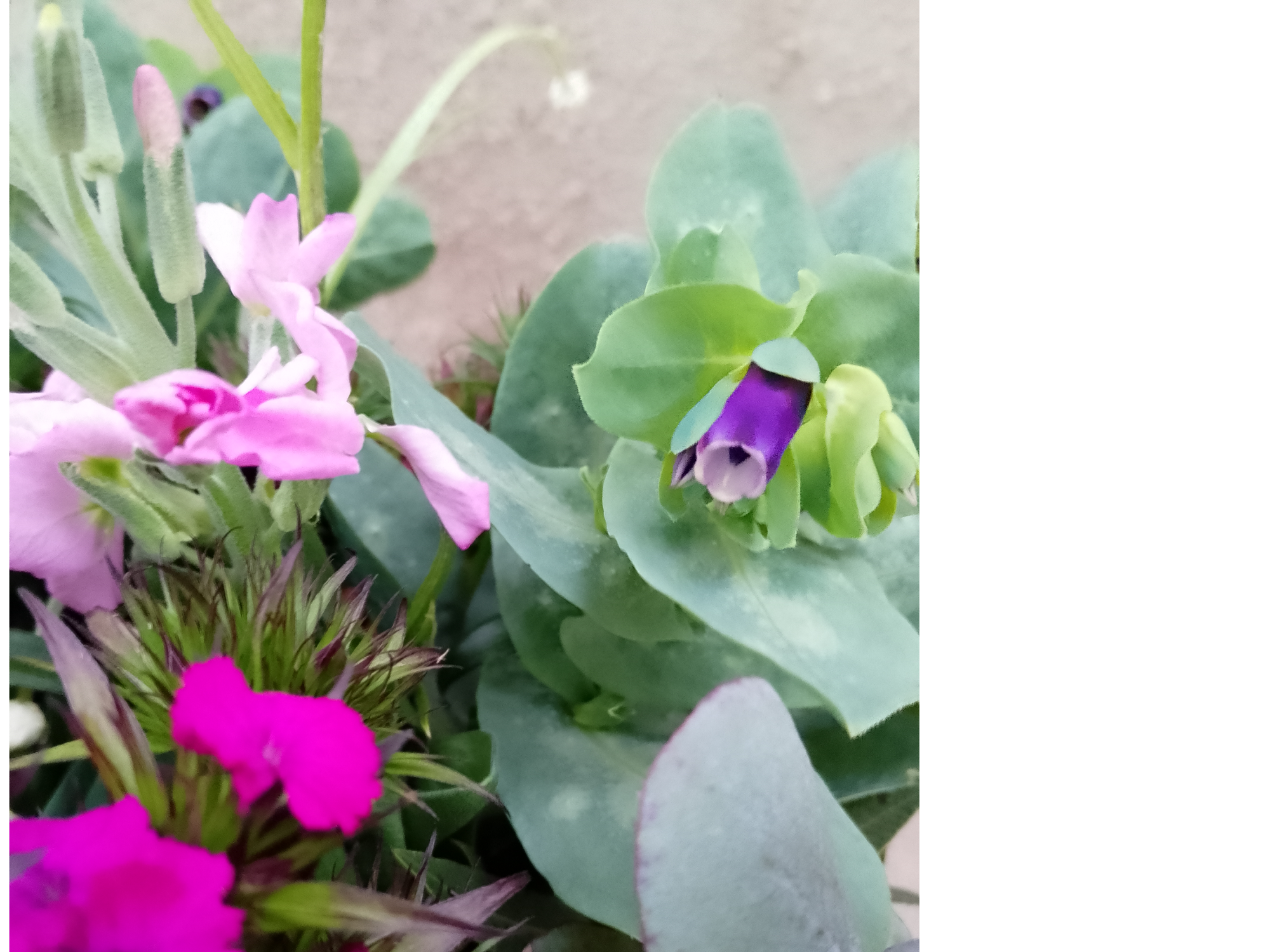 Ramo de Cerinthe
