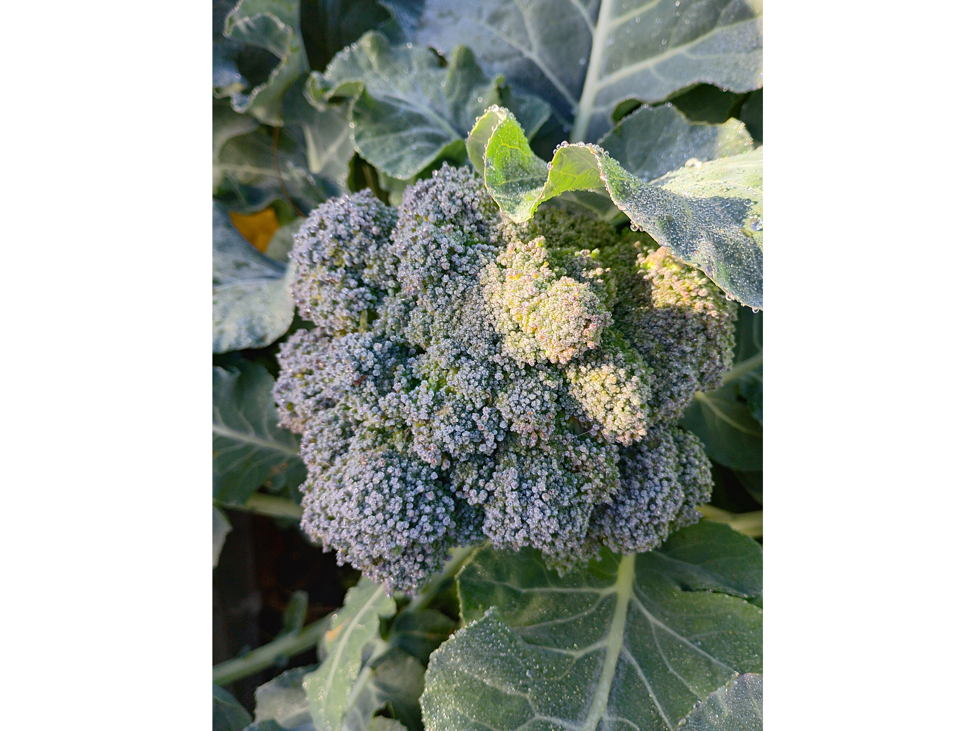 Brocoli