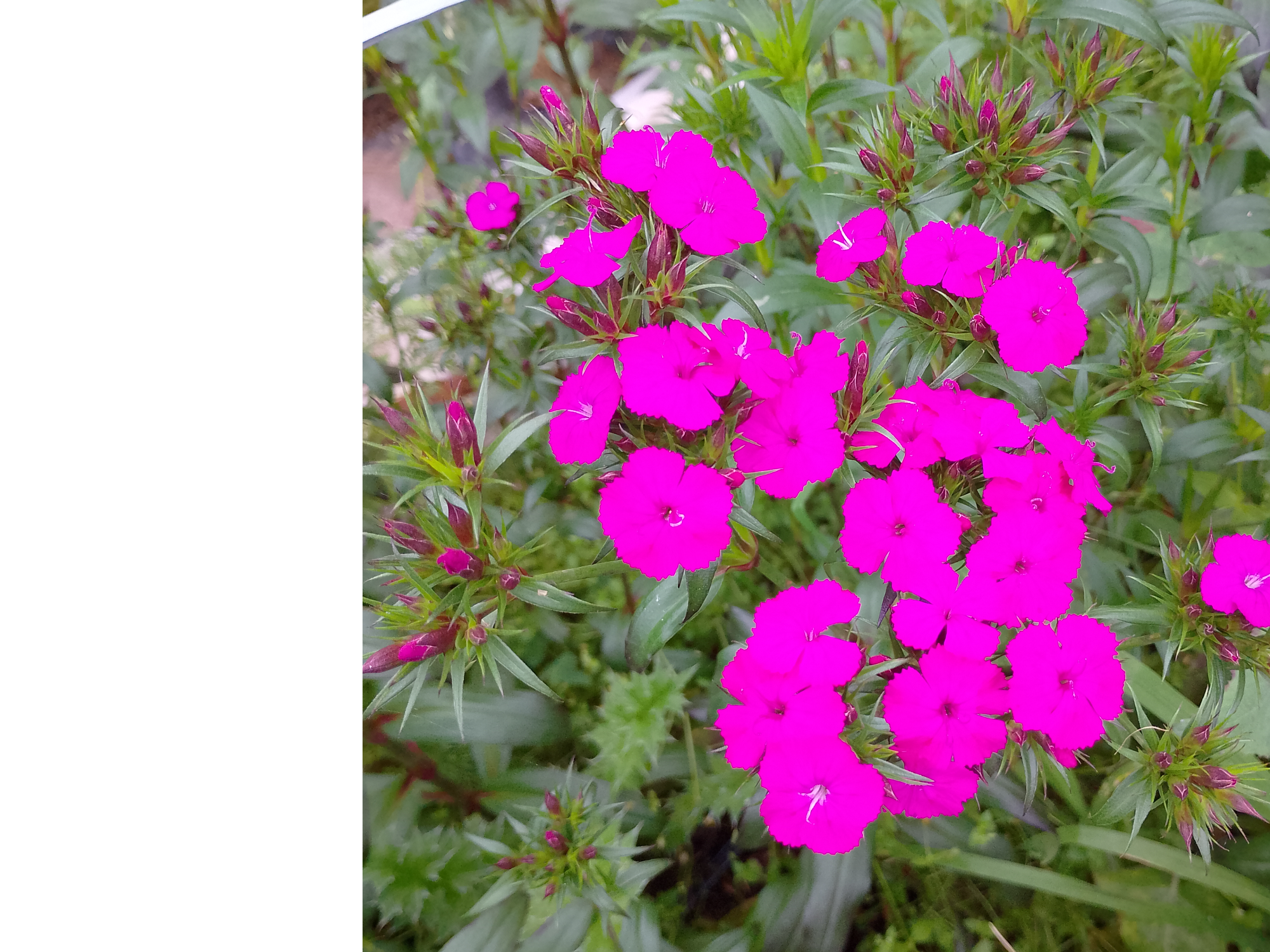Ramo de dianthus fucsia