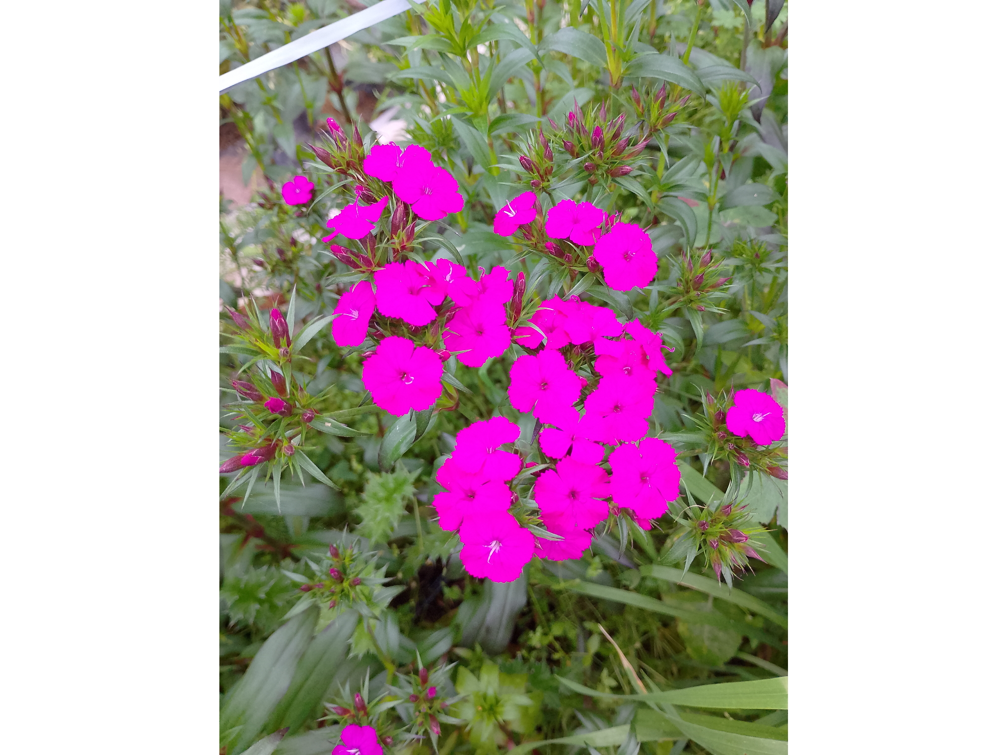 Ramo de dianthus fucsias solamente