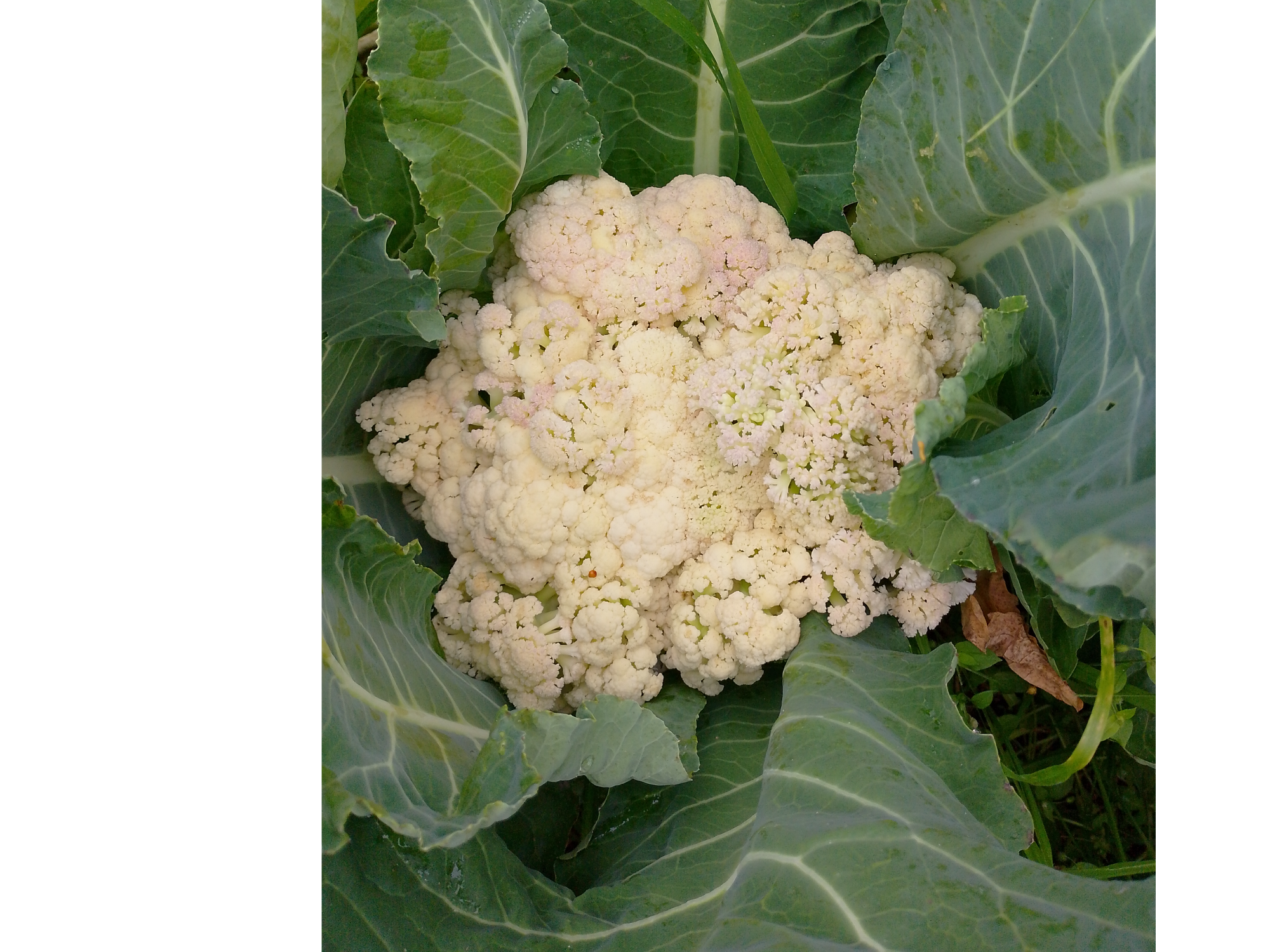 Coliflor