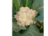 Coliflor