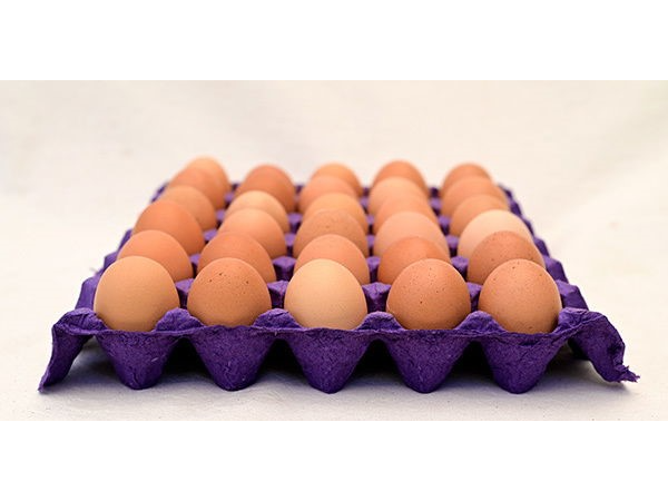 Maples de huevos de campo