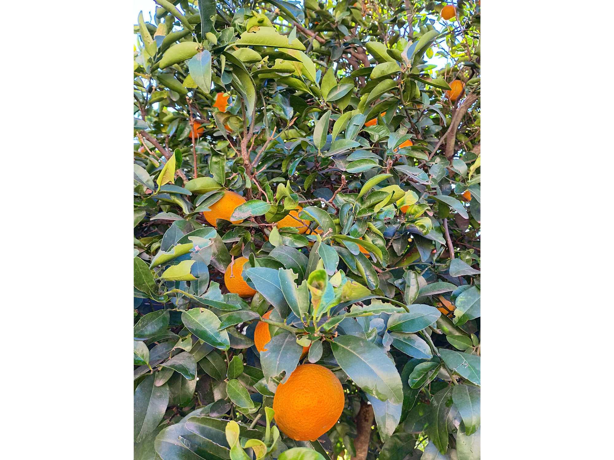 Mandarinas variedad bergamota