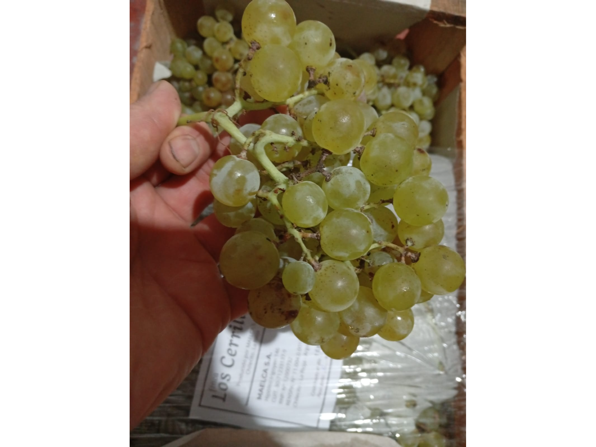 Uva blanca orgánica x Kg