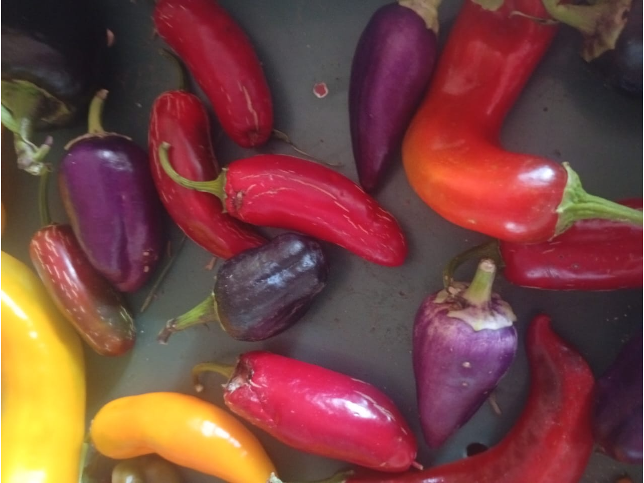 Ajies distintas variedades x 100Grs