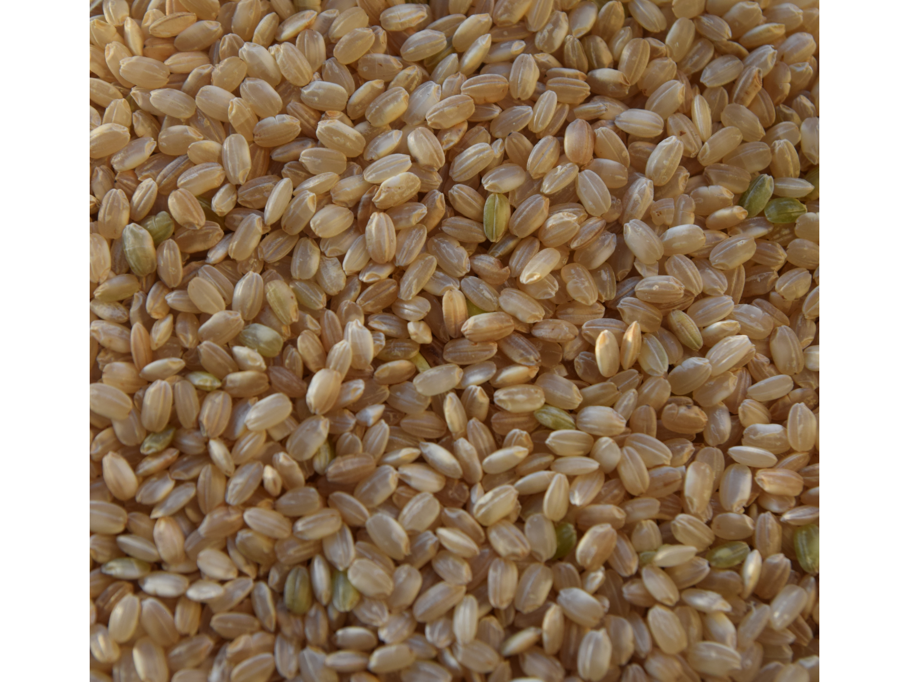 Arroz Yamani