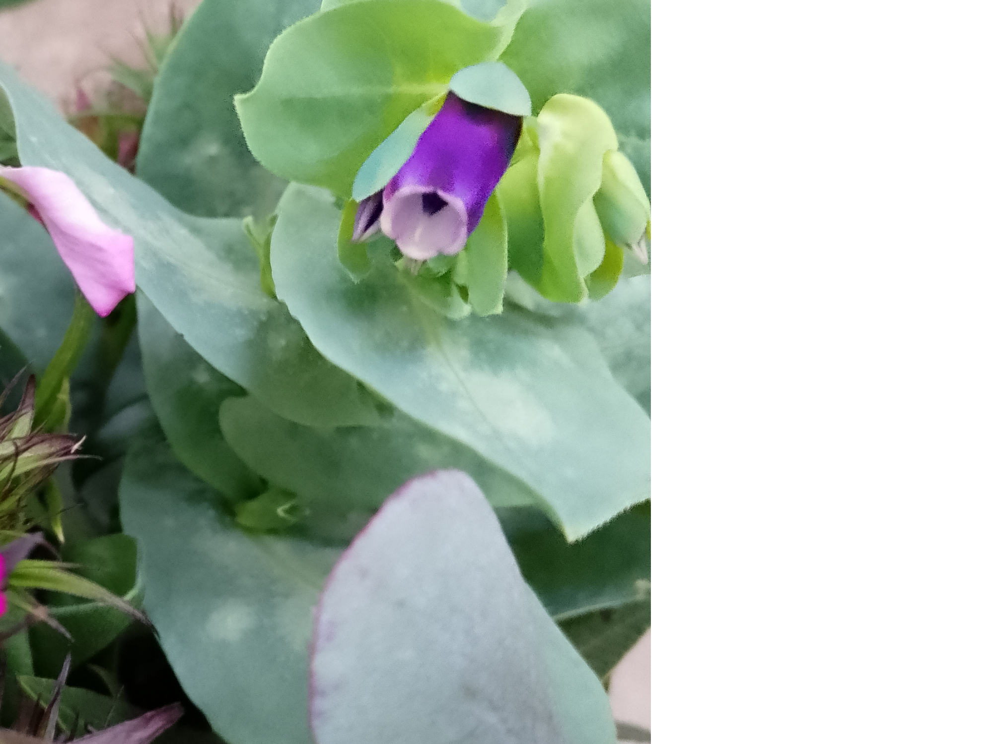 Ramo de Cerinthe exclusivamente