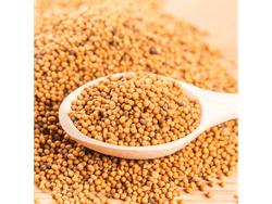 SEMILLAS DE MOSTAZA - paq. 500 grs