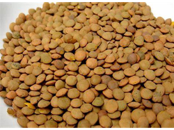 LENTEJONES - PASQ. 1 KG