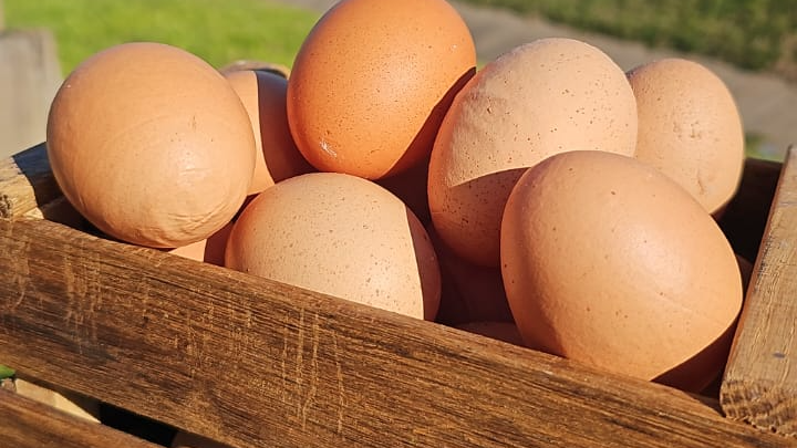 Huevos de campo  🐔 libres de jaulas gallinas pastorales