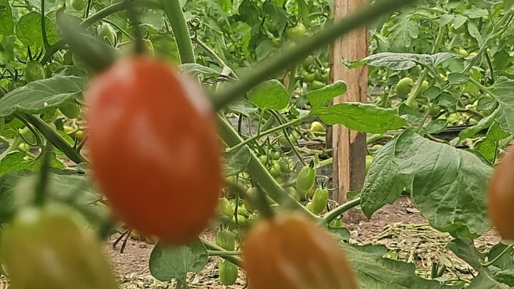 ENTREGAS ♡ Disponibles  16/12,17/12,19/12 y20/12