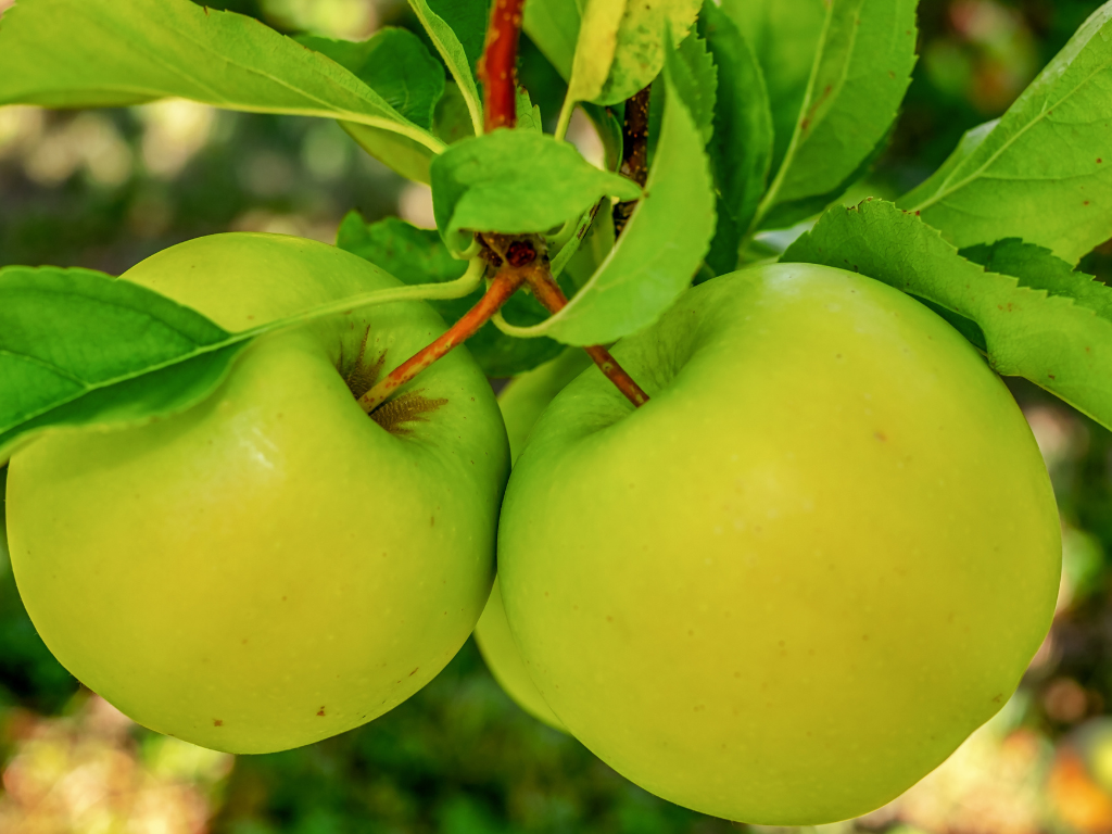 Manzana verde 🍏1kg