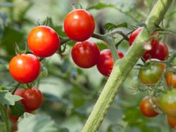 Cherry 1/2 kg🍅