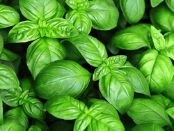 Albahaca🌱