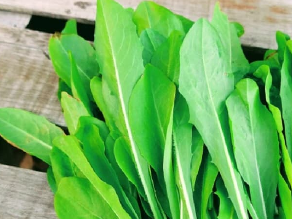 Radicheta 3 Atados 🥬