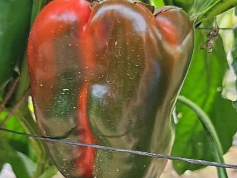 Morron verde 1/2 kg🫑