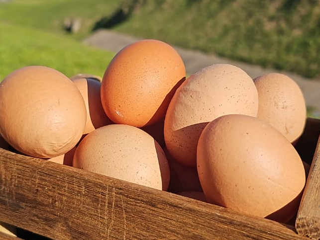 Huevos de campo / 30 unidades ✅️ de El Bolsón Orgánico