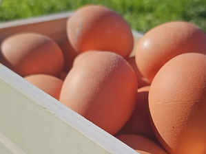 Huevos de campo / 15 unidades de El Bolsón Orgánico
