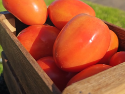 Promoción  2kg tomate 🍅