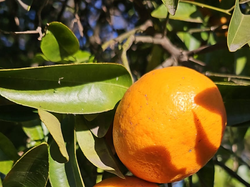 Mandarina    1 kg🍊