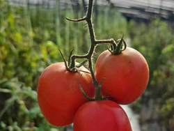Tomate 1 kg🍅