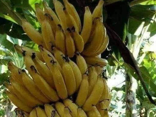 Banana 2 kg 🍌