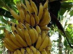 Banana  2  kg 🍌