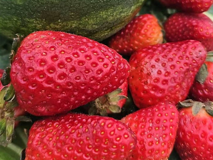 Frutilla kg 1/2🍓
