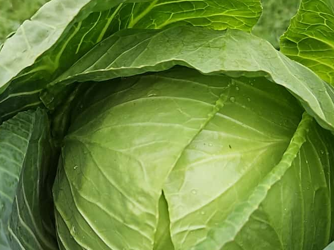 Oferta Repollo blanco🥗