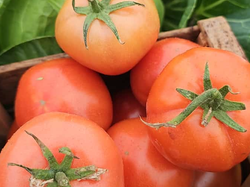 Tomate 1/2 kg 🍅